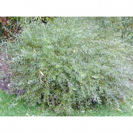 Salix purpurea 'Gracilis' - Saule pourpre nain