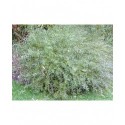 Salix purpurea 'Gracilis' - Saule pourpre nain