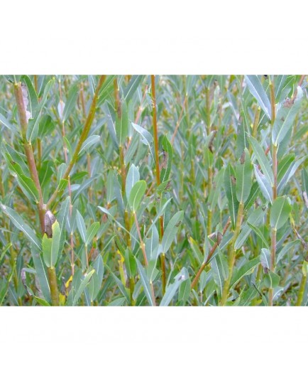 Salix purpurea 'Green Dicks' - saule pourpre