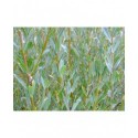 Salix purpurea 'Green Dicks' - saule pourpre