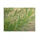 Salix purpurea 'Howki' - Saule pourpre