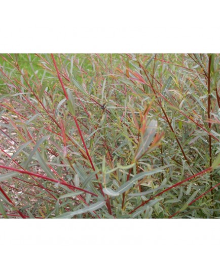 Salix purpurea 'Nancy Saunders' - Saule pourpre