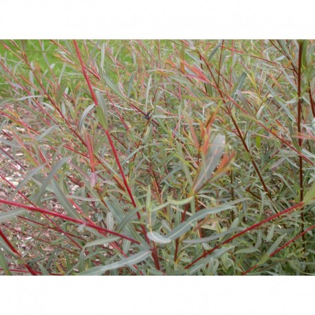 Salix purpurea 'Nancy Saunders' - Saule pourpre