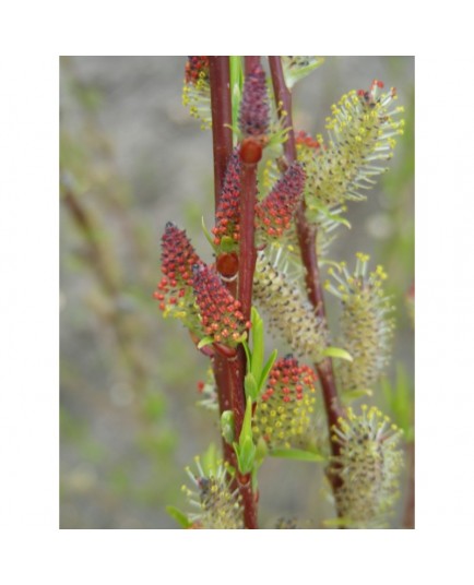 Salix purpurea 'Rana' - saule pourpre