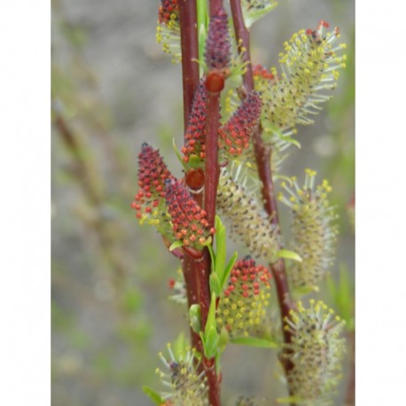 Salix purpurea 'Rana' - saule pourpre