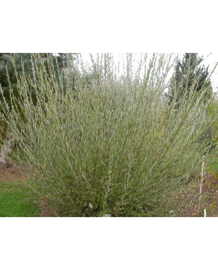 Salix purpurea 'Richartii' - saule pourpre