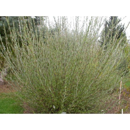 Salix purpurea 'Richartii' - saule pourpre