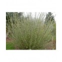 Salix purpurea 'Richartii' - saule pourpre