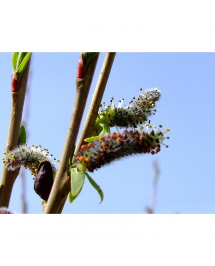 Salix purpurea 'Welleck' - Saule pourpre