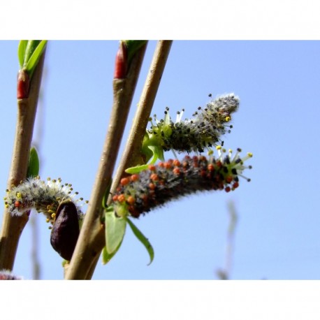 Salix purpurea 'Welleck' - Saule pourpre