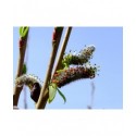 Salix purpurea 'Welleck' - Saule pourpre