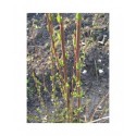 Salix purpurea 'Welleck' - Saule pourpre