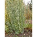 Salix purpurea 'Welleck' - Saule pourpre