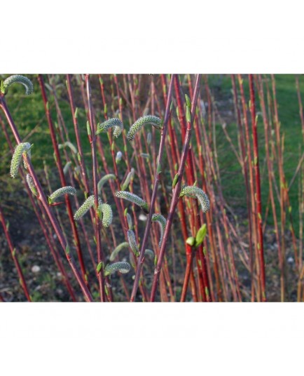 Salix purpurea - Saule pourpre