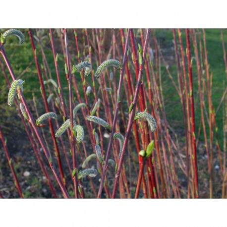 Salix purpurea - Saule pourpre