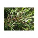 Salix purpurea 'Pendula' x rosmarinifolia
