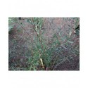 Salix purpurea var helix - saule pourpre