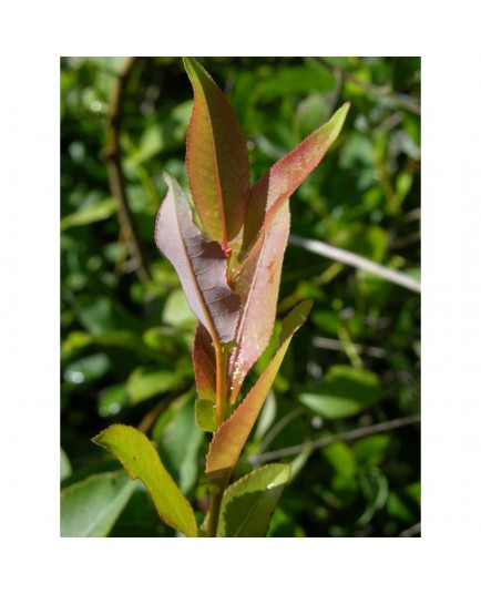 Salix pyrifolia - Saule à feuille de poirier