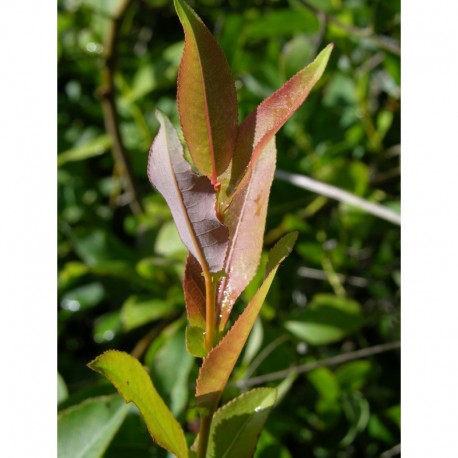 Salix pyrifolia - Saule à feuille de poirier