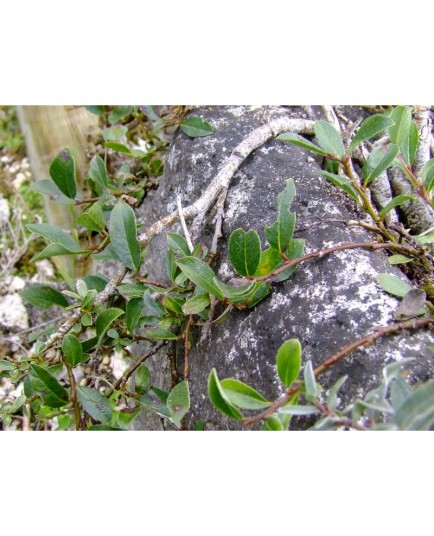 Salix rependiculata x