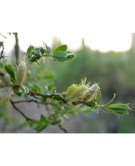 Salix repens 'Boyd's Pendulous' - Saule rampant