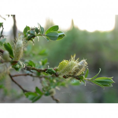 Salix repens 'Boyd's Pendulous' - Saule rampant