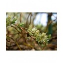 Salix repens 'Voorthuizen' - Saule rampant