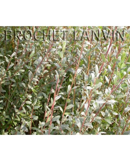 Salix repens - Saule rampant