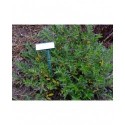 Salix repens var. subopposita -Saule rampant