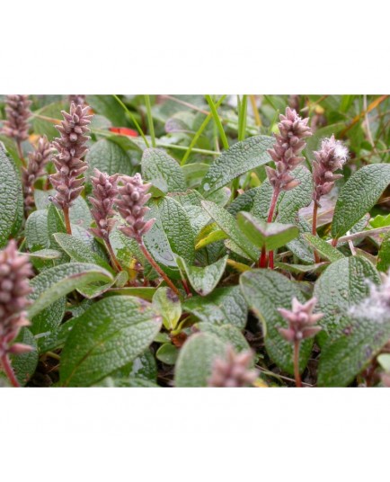 Salix reticulata - Saule reticulé