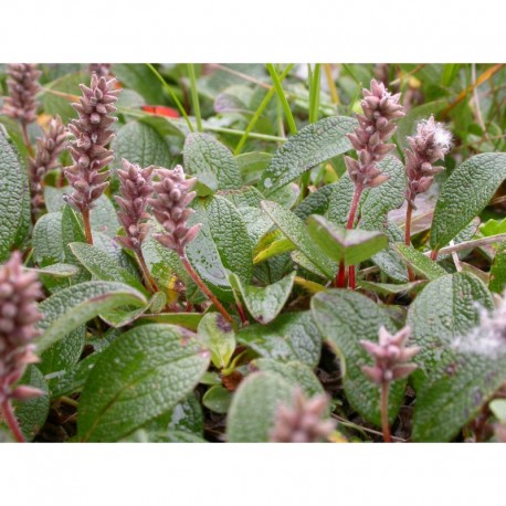 Salix reticulata - Saule reticulé