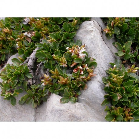 Salix retusa - Saule à feuilles rétuses