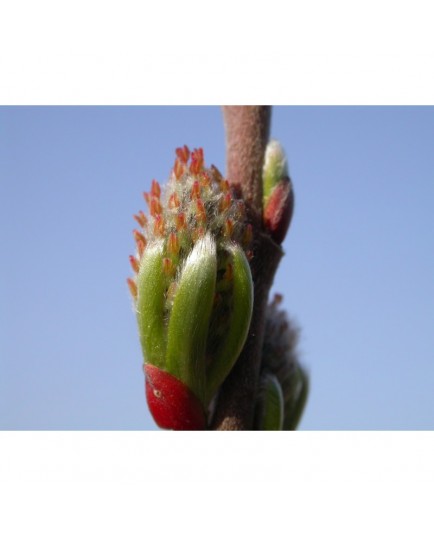 Salix rosmarinifolia 'Pendula' x viminalis