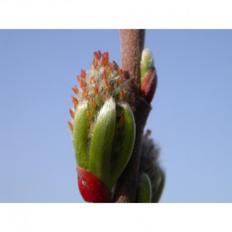 Salix rosmarinifolia 'Pendula' x viminalis