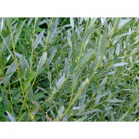 Salix rosmarinifolia x lapponum