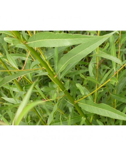 Salix rubens x - osier jaune