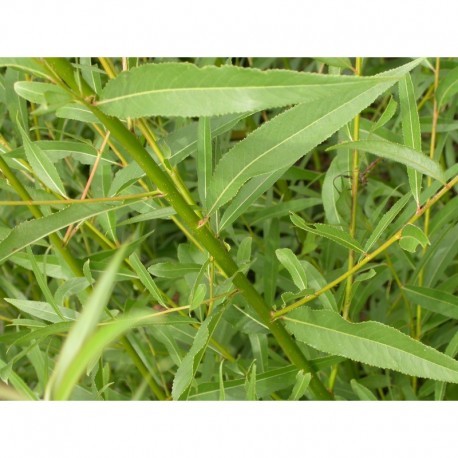 Salix rubens x - osier jaune