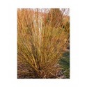 Salix rubens x - osier jaune