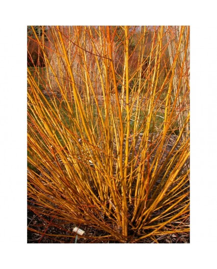 Salix rubens x basfordiana - saule de Basford