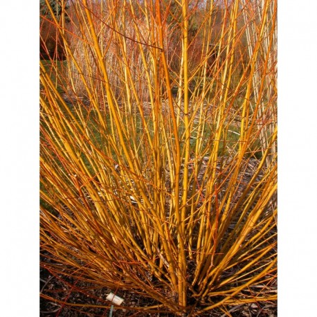 Salix rubens x basfordiana - saule de Basford