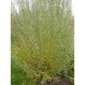 Salix rubra x Eugenii - saule