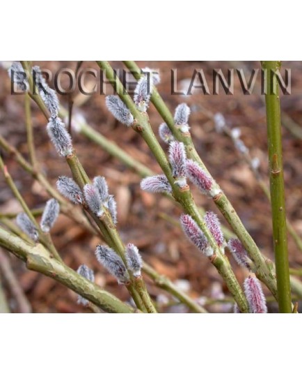 Salix rubra x 'Howkii' - saule