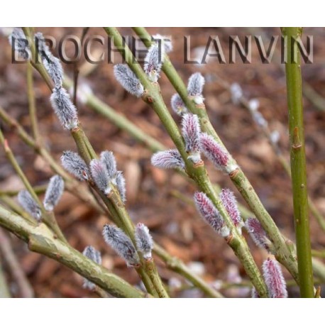 Salix rubra x 'Howkii' - saule