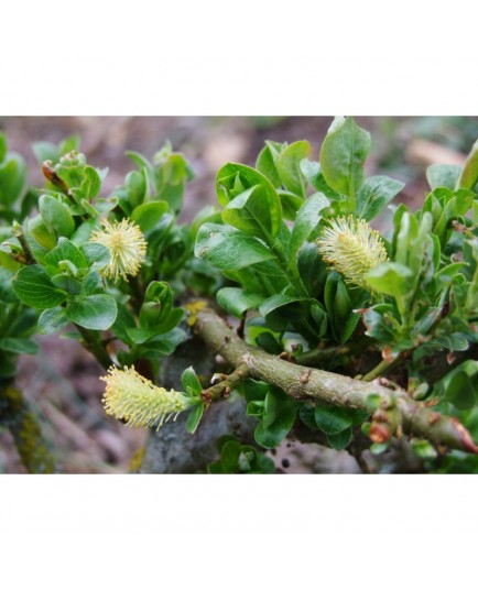 Salix schraderiana - Saule à deux couleurs