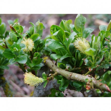 Salix schraderiana - Saule à deux couleurs