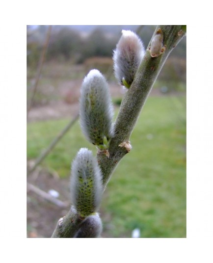 Salix smithiana x - Saule de Smith