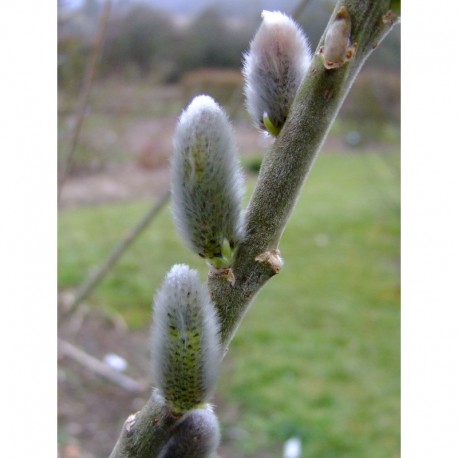 Salix smithiana x - Saule de Smith