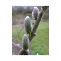 Salix smithiana x - Saule de Smith