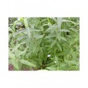 Salix smithiana x - Saule de Smith