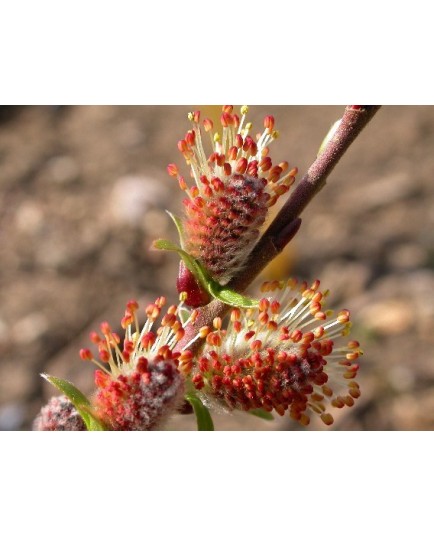 Salix starkeana - Saule blanchissant , saule des paturages